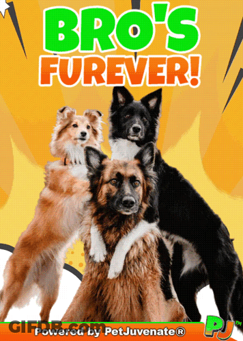Bro 'S Furever Is Powered By Petjuvenate GIF