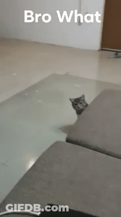 Bro What Sneaky Cat GIF