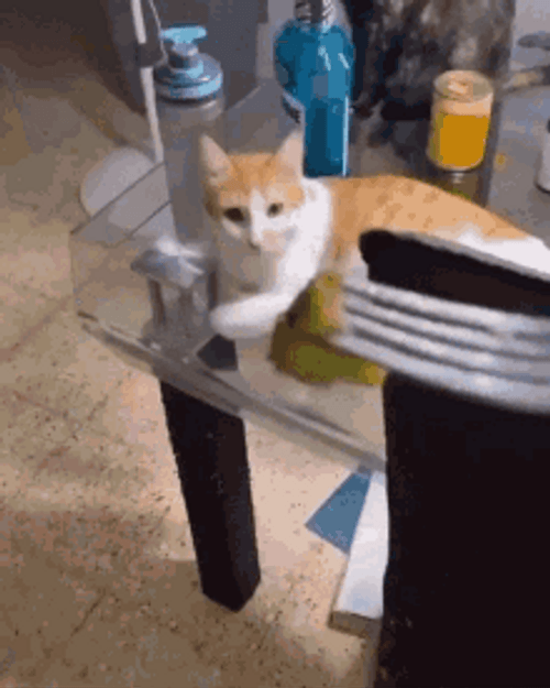 Broccoli Cat Choke GIF