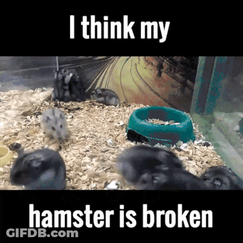 Broken Hamster Flipping Over Meme GIF