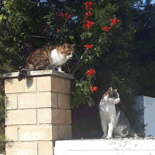 Broken Heart Cat GIF