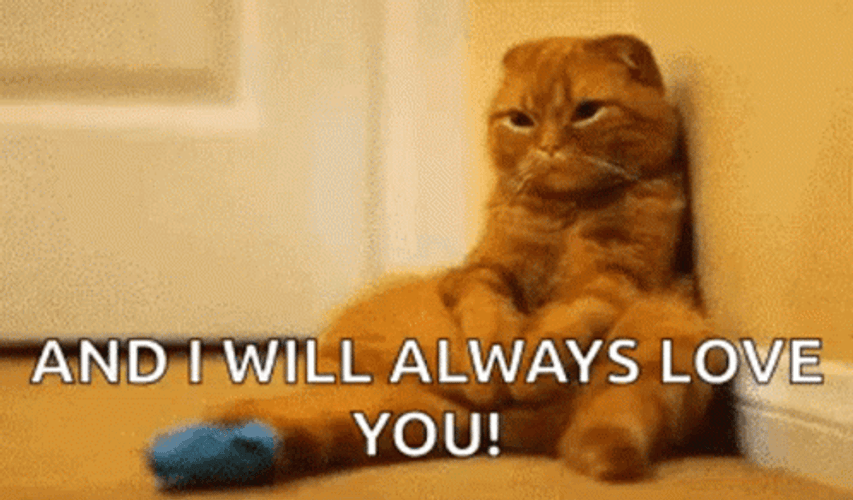Broken Hearted Cat GIF