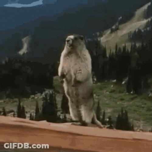Brooke Groundhog GIF