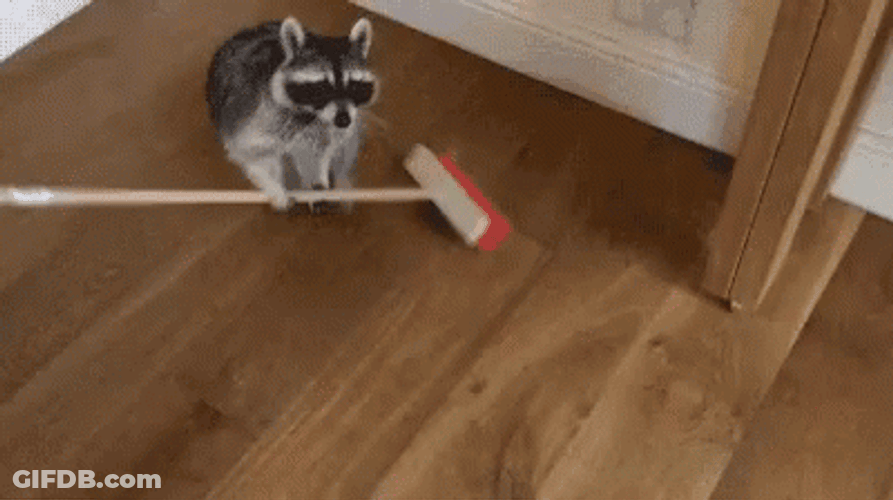Broom The Floor Racoon GIF