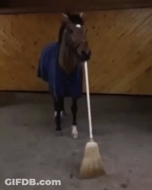 Broom Your Place Horse GIF