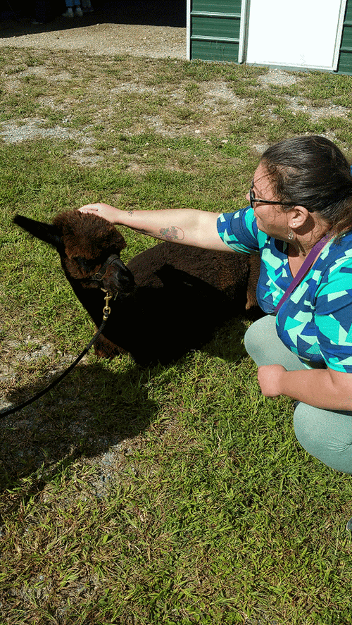 Brown Alpaca Tamed GIF