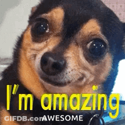 Brown And Black Dog I'm Amazing Awesome GIF