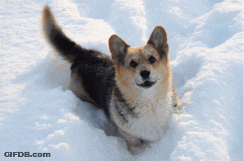Brown And Black Dog Lying In Snow Looking At Camera GIF