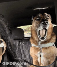 Brown And Black Dog On Couch With Lucas & Friends GIF