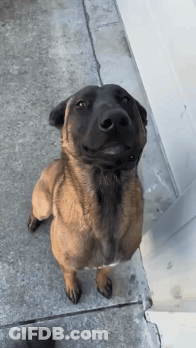 Brown And Black Dog On Hind Legs Looking Up GIF