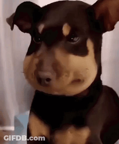 Brown And Black Dog Sad Look GIF