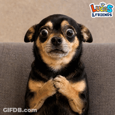 Brown And Black Dog Sitting On Couch Lucas & Friends GIF
