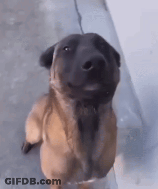Brown And Black Dog Standing On Hind Legs GIF