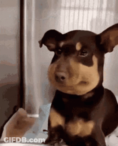 Brown And Black Dog Staring At Person Holding Glass GIF