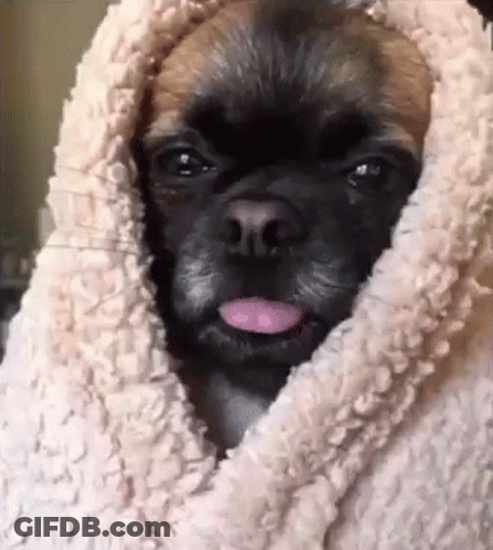 Brown And Black Dog Sticking Tongue Out In Blanket GIF