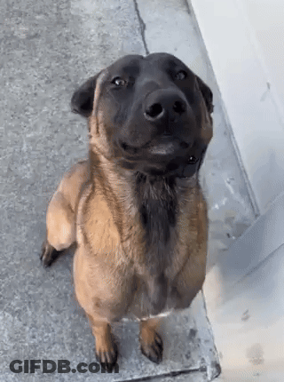 Brown And Black Dog With Beard Looking Up GIF