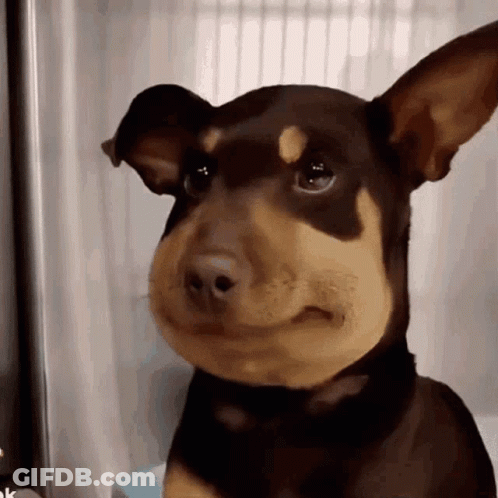 Brown And Black Dog With Bee On Nose GIF