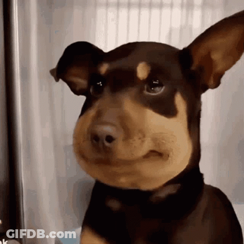 Brown And Black Dog With Bee On Nose Looking At Camera GIF