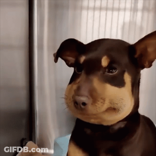 Brown And Black Dog With Bee On Nose GIF