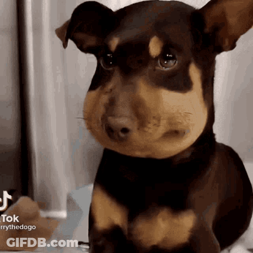Brown And Black Dog With Beehive On Nose GIF