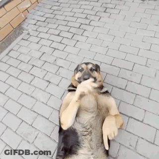 Brown And Black Muscular Dog GIF