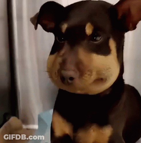 Brown And Tan Dog With Beehive On Face GIF