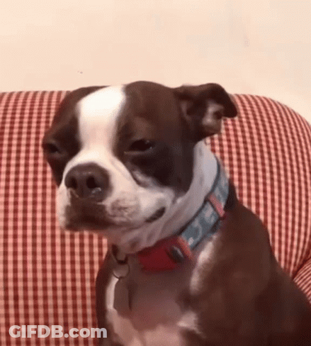 Brown And White Boston Terrier Sitting On Checkered Couch GIF