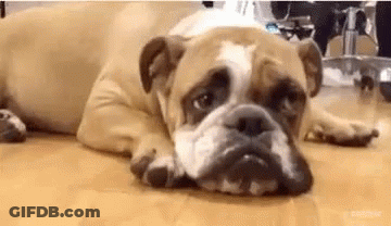 Brown And White Bulldog Laying With Head On Paws GIF