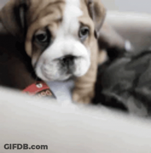 Brown And White Bulldog Puppy Laying On Couch GIF