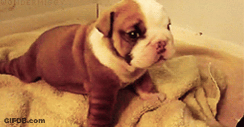 Brown And White Bulldog Puppy Laying On Towel GIF