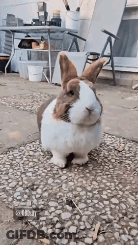 Brown And White Bunny Rabbit GIF