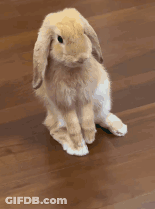 Brown And White Bunny Rabbit Sitting On Wooden Floor GIF