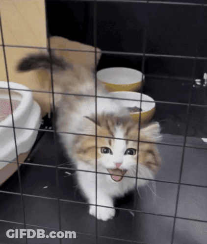 Brown And White Cat Behind Fence With Tongue Out GIF