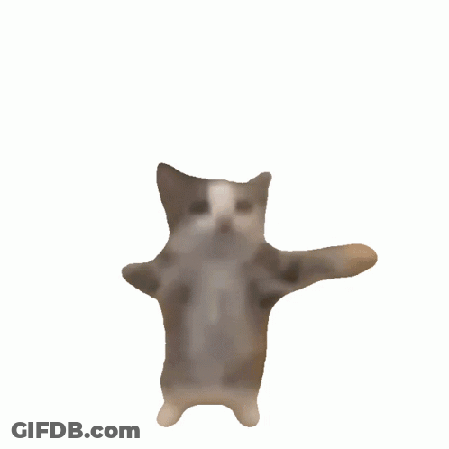 Brown And White Cat Floating In Air GIF
