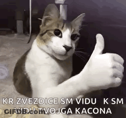 Brown And White Cat Giving Thumbs Up GIF