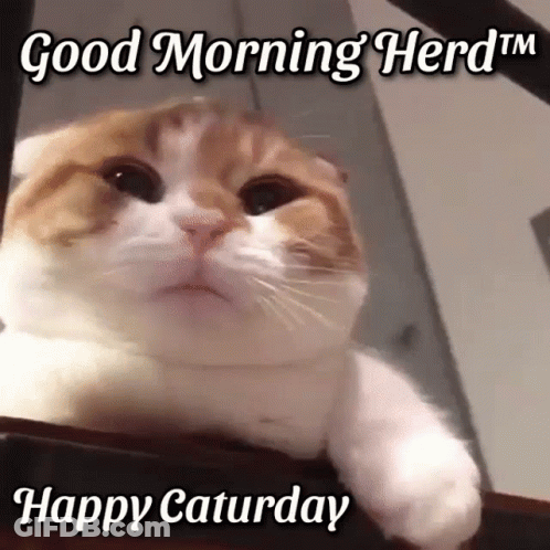 Brown And White Cat Good Morning Herd Tm Happy Saturday GIF