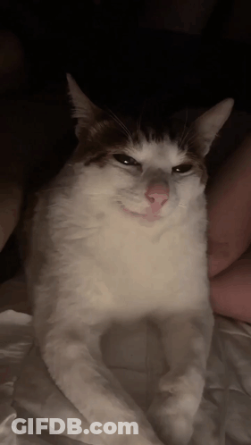 Brown And White Cat Laying On Bed GIF