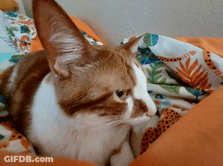 Brown And White Cat Laying On Blanket GIF