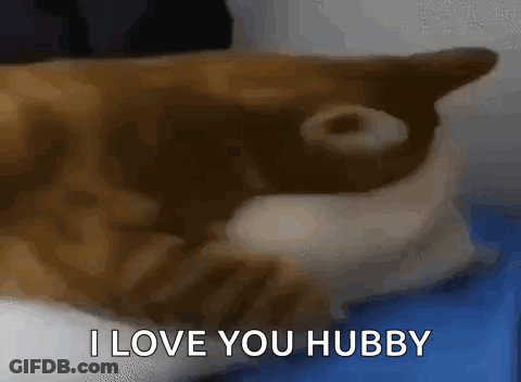 Brown And White Cat Laying On Blue Surface Says I Love You Hubby GIF