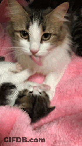 Brown And White Cat Laying On Pink Blanket GIF