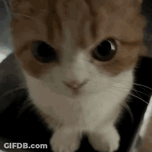 Brown And White Cat Looking At Camera With Big Eyes GIF