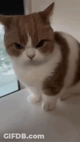 Brown And White Cat Looking At Camera GIF