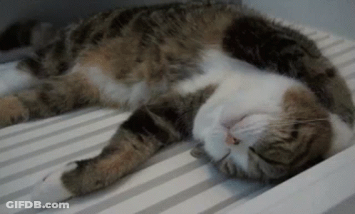 Brown And White Cat Lying On Bed GIF