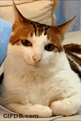Brown And White Cat Lying On Couch GIF