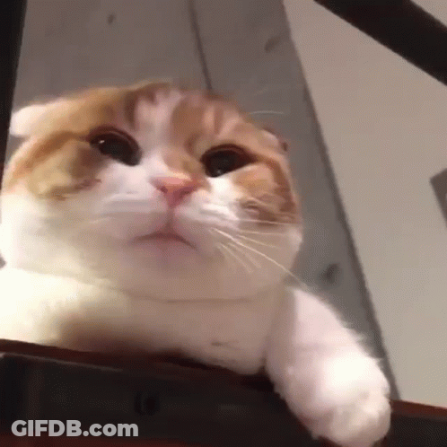 Brown And White Cat Sitting GIF