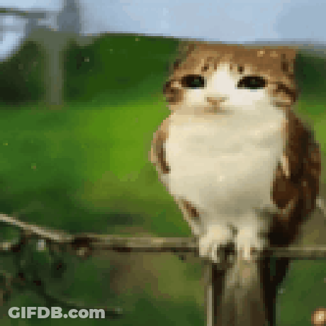 Brown And White Cat Sitting On Fence Post GIF