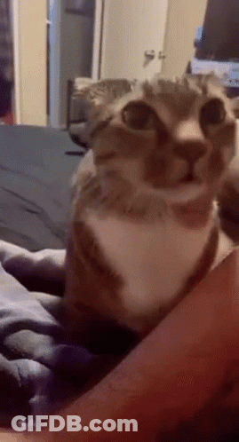 Brown And White Cat Sitting On Lap GIF