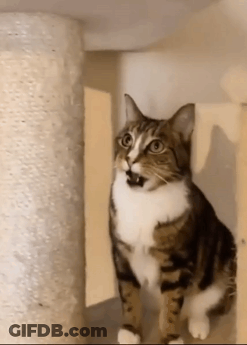 Brown And White Cat Standing Next To Cat Tree GIF
