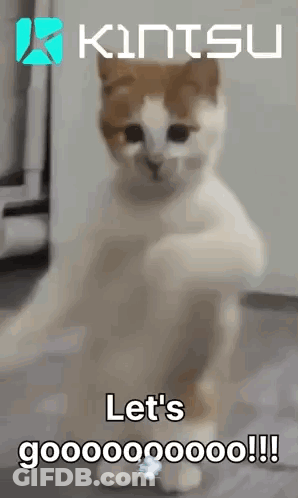 Brown And White Cat Standing Says Let's Gooooo GIF