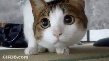 Brown And White Cat With Ring GIF